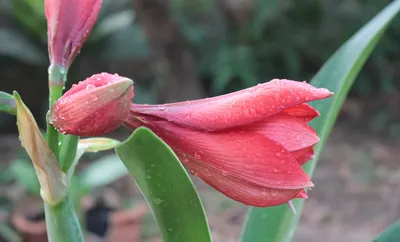 Hippeastrum Holland 'Apple Blossom' Amaryllis Bulb - NYBG Shop