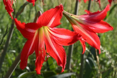 Three years ago, I cross-pollinated two amaryllis (Hippeastrum). This year,  all 48 plants I started from those seeds are blooming for the first time. :  r/gardening