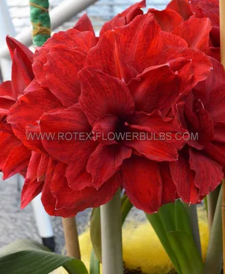 Stunning Hippeastrum Amaryllis Multi Colour Doubles Mix, 10 Seeds -  Heddysue.com Hippeastrums and Rare Edibles