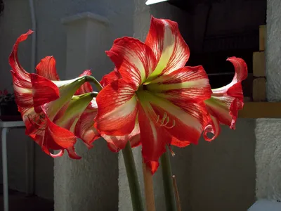 Hippeastrum vittatum (Amaryllis/Amarilis) | \"Hippeastrum vit… | Flickr