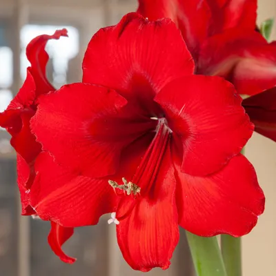 Amaryllis Red Pearl | Bluestone Perennials