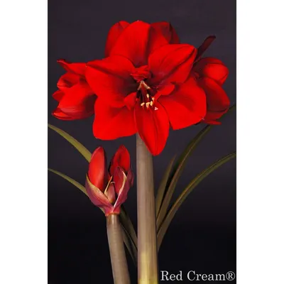 Amaryllis Red Peacock : The Garden Club of Houston