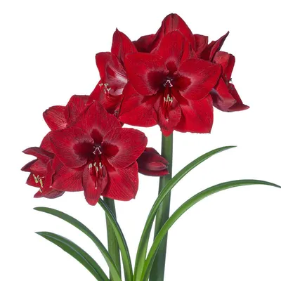 Amaryllis Single Red Pearl - 1 bulb - Longfield Gardens