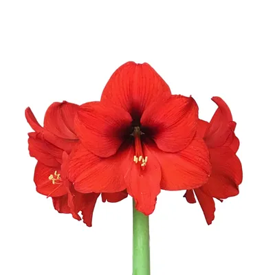 Amaryllis Red Cream | Order at Amaranth-Amaryllis.com