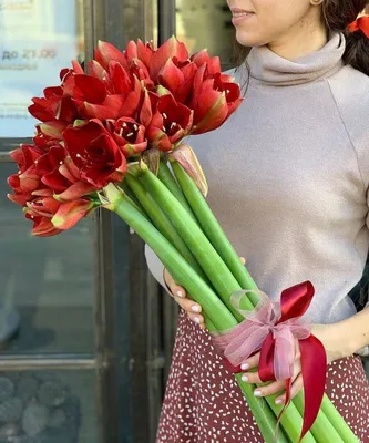 Red Reality Amaryllis Bulbs | Buy Online | Breck's