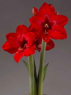 Red Double Bloom Amaryllis Bulbs For Sale | Red Peacock – Easy To Grow Bulbs