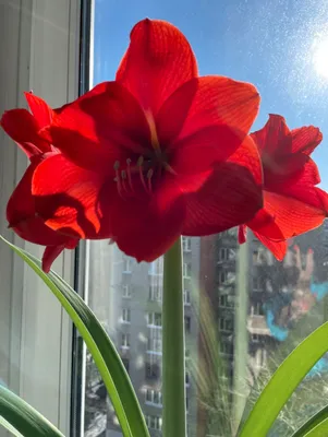 Red Cream Amaryllis - Bulb and Blossom