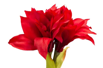 Red and White Amaryllis (3 stems) | Bulk Wholesale Flowers