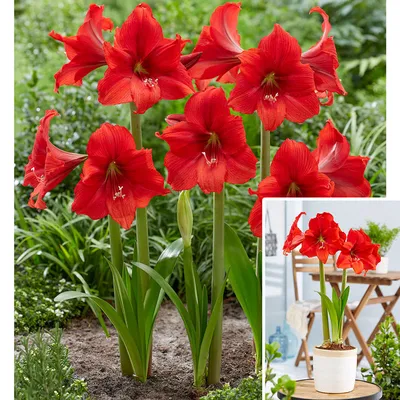 Red Lion Amaryllis Bulbs | Wholesale Pricing | Colorblends®