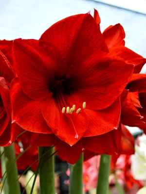 Red Tiger Amaryllis | Brecks Premium Bulbs