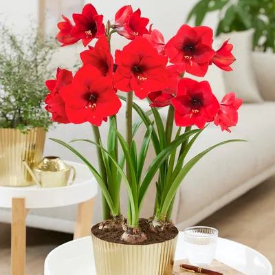 Jumbo Amaryllis Red Lion | DutchGrown™ | Huge Top Quality Bulbs!