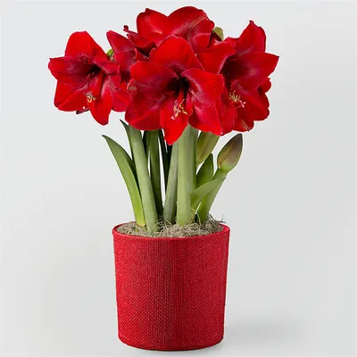 Amaryllis 'Red Lion' Care (Watering, Fertilize, Pruning, Propagation) -  PictureThis