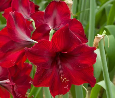 Red Amaryllis Bulb Garden