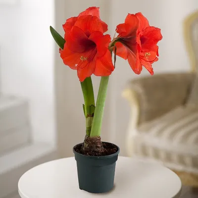 Amaryllis 'Red Pearl' (Hippeastrum)