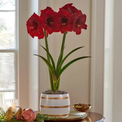 Red Amaryllis - order and send for 64 $ with same day delivery -  MyGlobalFlowers