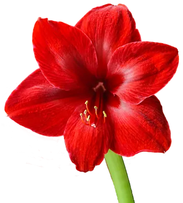 Amaryllis 'Red Reality' | White Flower Farm