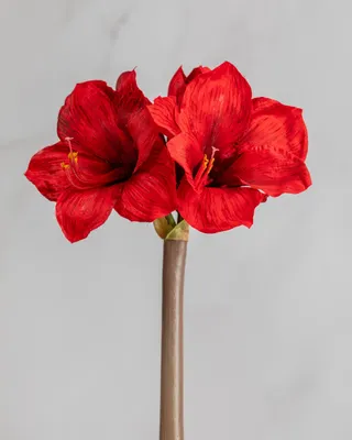 Amaryllis in Sunlight Print Limited Edition PRINT