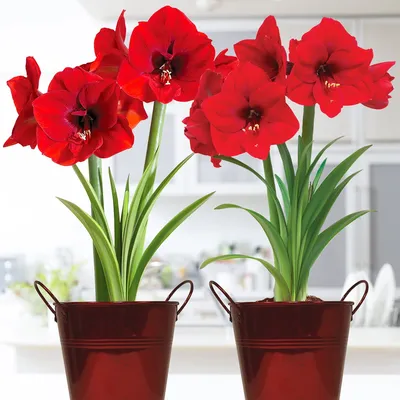 Artificial Red Amaryllis | Artificial Holiday Flowers | Faux Amaryllis