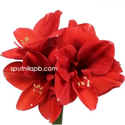 Амариллис красный / Amaryllis red - Луковицы амариллиса - купить недорого  амариллис в Москве в интернет-магазине Сад вашей мечты