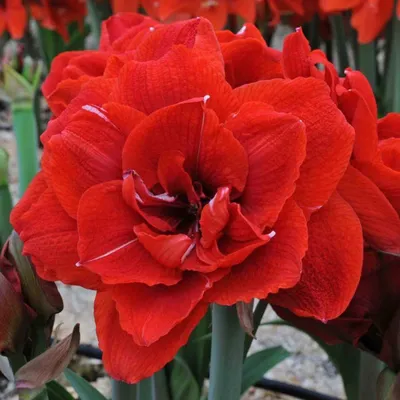 Van Zyverden Amaryllis Red Lion Duo Two Pack Kits with Artisan Decorative  Planters and 2 Bulbs Multicolor Partial Sun Perennial Easy to Grow 4 lbs -  Walmart.com