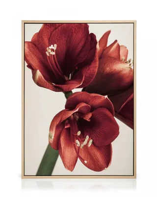 Amaryllis Red Pearl | Buy online | A beautiful scarlet amaryllis