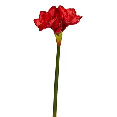 Red Amaryllis Bulbs for Sale Online | Ferrari Red – Easy To Grow Bulbs