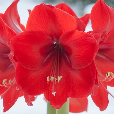 Amaryllis in Red Canvas