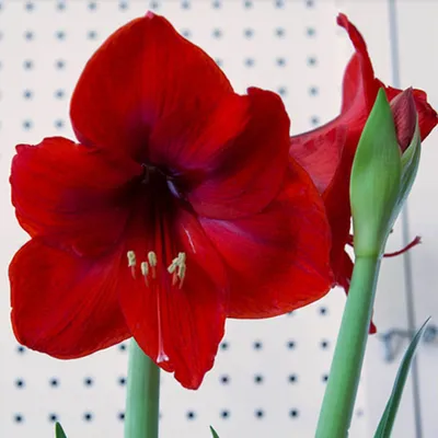 Red and Silver Waxed Amaryllis