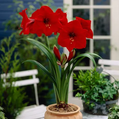 Red Rival Amaryllis Bulbs | Always Wholesale Pricing | Colorblends®