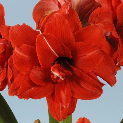 Amaryllis Red Lion - Sugar Creek Gardens