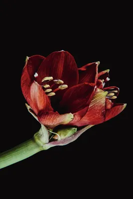 Red Lion Amaryllis Bulb, Hippeastrum | High Country Gardens