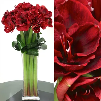 Red Amaryllis • Vase Arrangement • PICK-UP or DELIVERY • 12/14-12/24 O –  Studio Emme