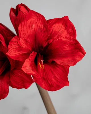 Amaryllis Red Peacock – EuroBlooms