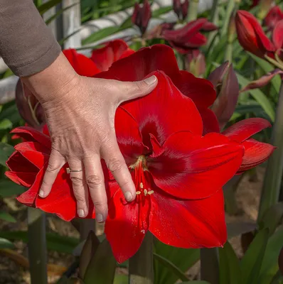 Beautiful, Gigantic Potted Amaryllis Bulbs, Red or White — North Fork  Flower Farm