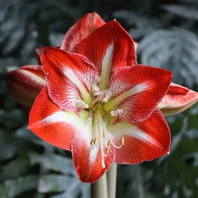 Dark Red Amaryllis | Posters, Art Prints, Wall Murals | +250 000 motifs