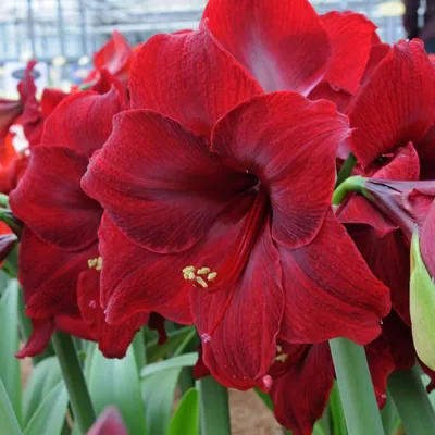 Artificial Red Amaryllis | Artificial Holiday Flowers | Faux Amaryllis