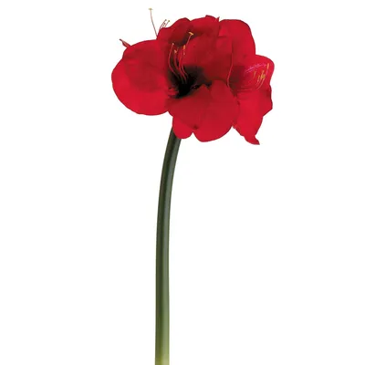 Amaryllis Red Cream