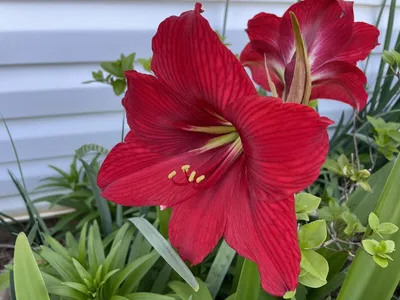 Permanent Red Amaryllis from Winward International | Цветы, Цветок,  Цветочные фоны