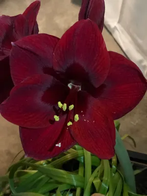 Red Reality Amaryllis | Shop Breck's Gifts for Winter Bulbs