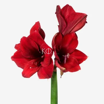 Амариллис красный / Amaryllis red - Луковицы амариллиса - купить недорого  амариллис в Москве в интернет-магазине Сад вашей мечты