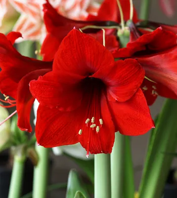 Red Cream Amaryllis - Bulb and Blossom