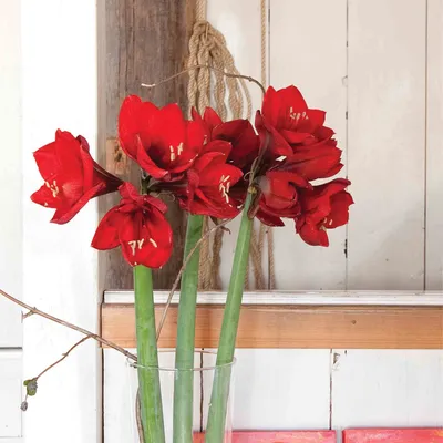 Red Lion Amaryllis - 26-28 cm bulb – BloomingBulb