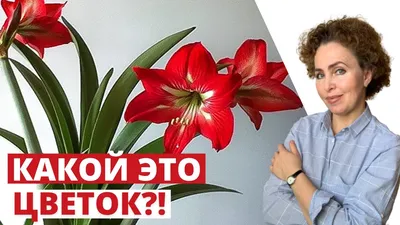 Как вырастить амариллис к Рождеству: практические советы | myDecor