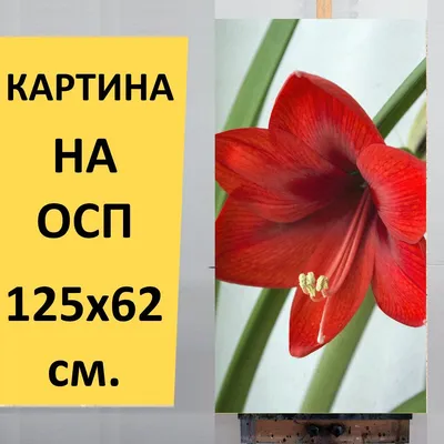 Амариллис смесь - купить луковицы цветов с доставкой по Украине в магазине  Добродар