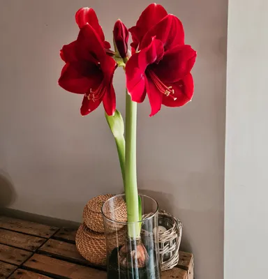 Амариллис (цветок обнаженная дама): уход в домашних условиях | Faterra