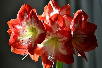 Фото цветы амариллис (60 лучших фото)