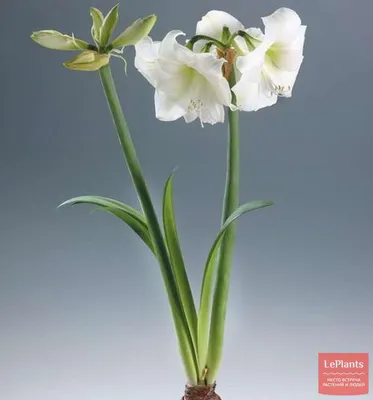 Амариллис (Amaryllis) — описание, выращивание, фото | на LePlants.ru