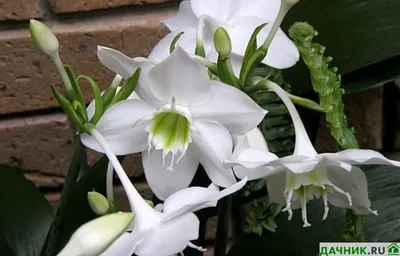 Амазонская лилия: учимся правильно ухаживать за этим экзотическим цветком  дома. | Дачник.RU | Дзен