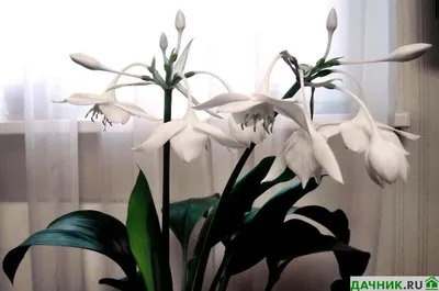 Амазонская лилия: учимся правильно ухаживать за этим экзотическим цветком  дома. | Дачник.RU | Дзен