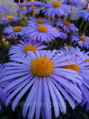 Эхинацея (американская ромашка) | Цветы в доме и саду